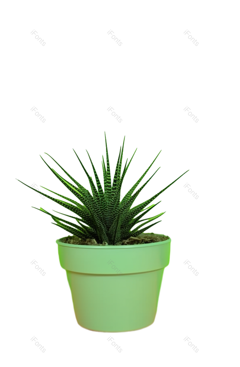 叶子图片,装饰元素,摄影PNG,自然免抠素材